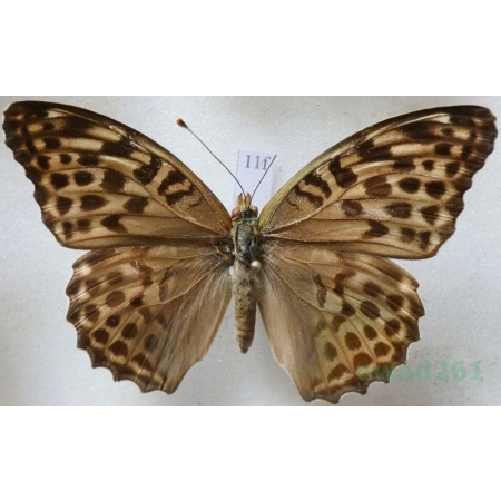 Argynnis paphia f. valesina Esper, 1800 Dostojka malinowiec Czech11f